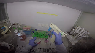 Cell Culture: Passaging (Splitting) Cells