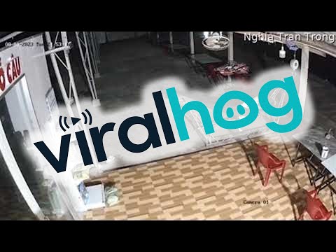 Dog Chills Out While Chickens Are Whisked Away || ViralHog