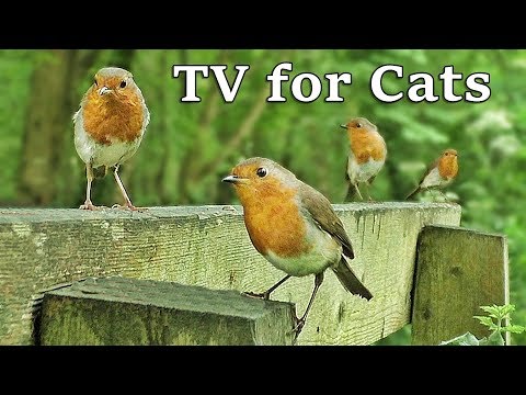 TV for Dogs : Birds in Slow Motion World - TV for Your Dog