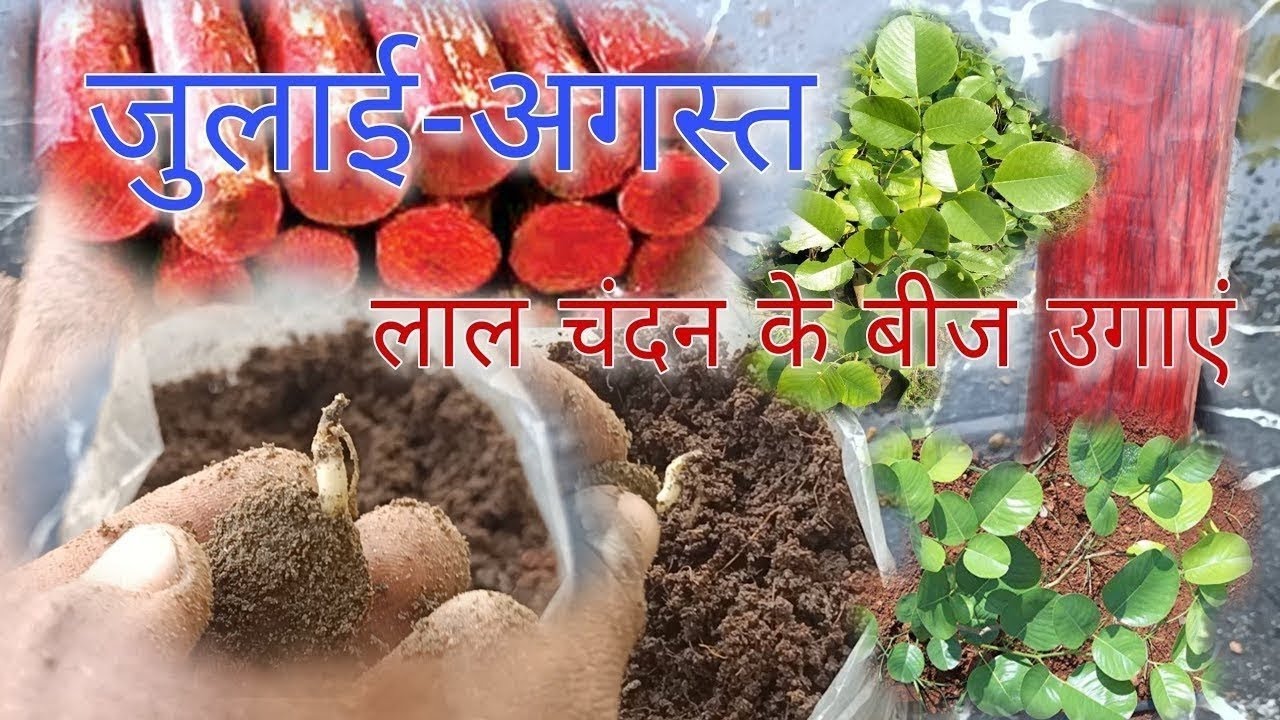 Red sandalwood seed germination |sandalwood farming in india