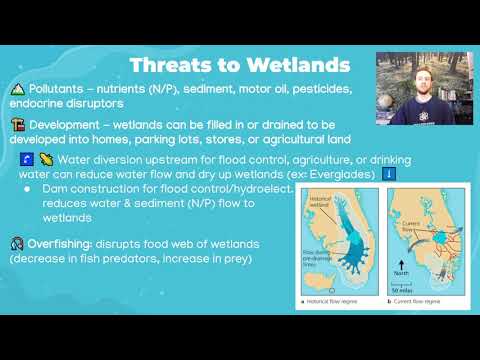 AP Environmental Science 8.4 - Human Impacts on Wetlands