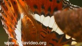 Commander butterfly or Moduza procris