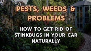How to Get Rid of Stinkbugs in Your Car Naturally