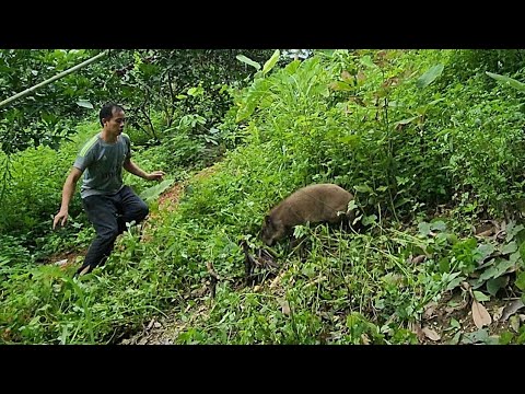 Survival Instinct, New Wild Boar Appears, Building Life (EP 164)