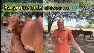 RELATO SOBRE SINDI DE CRIADOR NO TOCANTINS