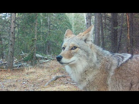 Coyote vs Lynx - Yukon Predators Cross Paths