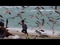 Seagull Feeding Frenzy On Miami Beach
