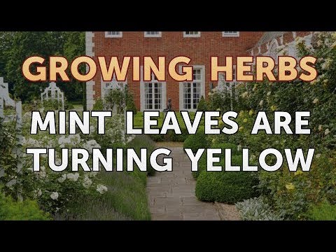 How to Divide Lavender Plants