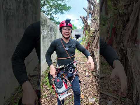 ต้นไทรนางไม้มีผ้าสี #ตัดต้นไม้ #ต้นไทร #เลื่อยยนต์ #tomitsu