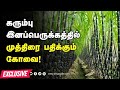Click to View : Dr.Annadurai speaks about Sugarcane Breeding
