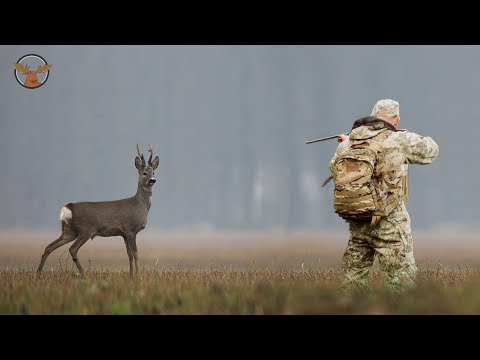 Best of Roebuck Hunting