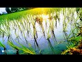 Vivasayam Tamil Vivasayam Status Tamil WhatsApp Status Tamil Natural Status Tamil Songs