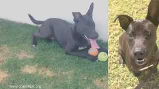 Video preview image #1 American Pit Bull Terrier-Labrador Retriever Mix Puppy For Sale in Irvine, CA, USA
