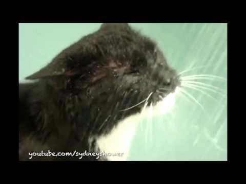 Cats that love baths - YouTube