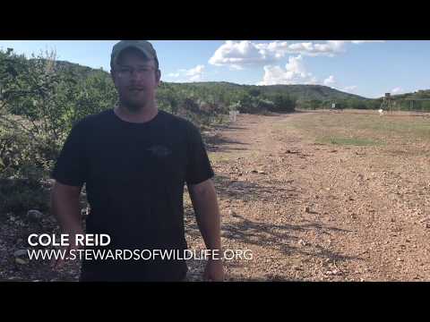 Addax Antelope Quick Facts from Stewards of Wildlife