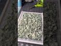 Money paper 💵 #artprocess #papermaking #paper #money