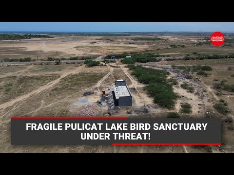 Fragile Pulicat Lake Bird Sanctuary under threat as private players make inroads