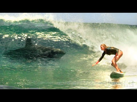 Most intense moments from The Shallows that'll make you stay out of the ocean for good 🌀 4K
