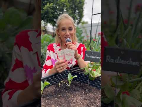 Aussaaten im August👩🏼‍🌾 #gartentipps #gärtnern #gemüsegarten #gemüseanbau #aussaat #seeds #short