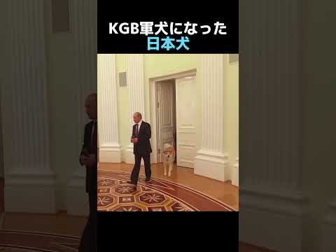 KGB軍犬になった日本犬