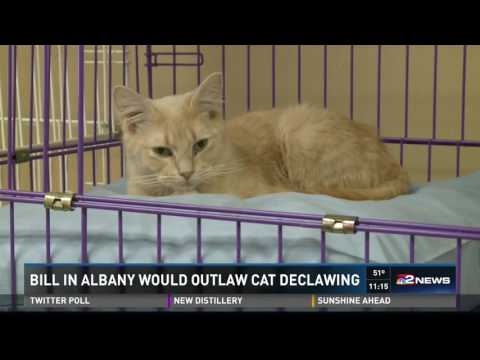 Bill in Albany would outlaw cat declawing