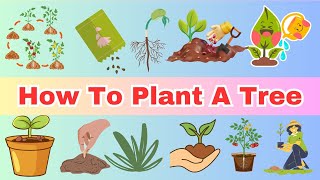 How to Plant a Tree: A Simple Step-by-Step Lesson for UKG Kids | Cambridge Kindergarten