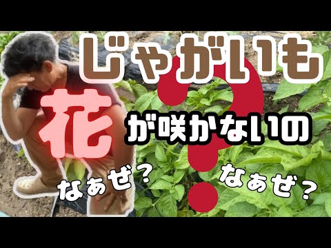 ジャガイモの花が咲かないのですが?これらが原因です 植物