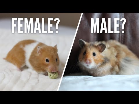 Female or Male Hamsters?