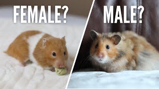 Download lagu Female or Male Hamsters? mp3 Download lagu Female or Male Hamsters? mp3