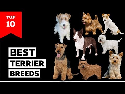 image-Is a terrier a small or medium dog?