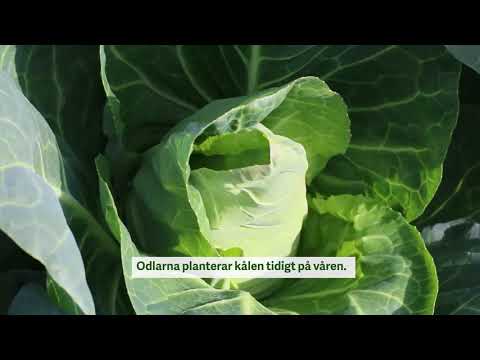SydGrönt älskar Kål!