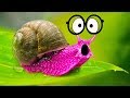 AWESOME Facts About SUPER-SIZED SNAIL!