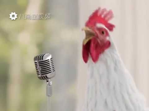 Tovuq yili hammaga omad olib kelgan bo'sin ilohim