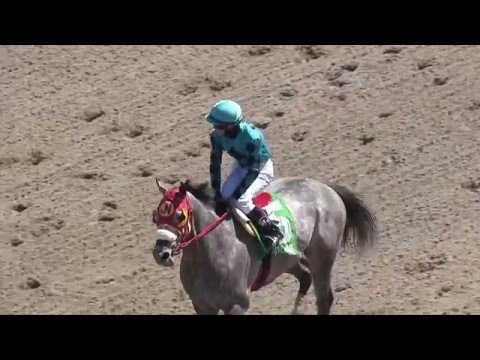 X Y Jet Flies to Dubai for 2016 Golden Shaheen