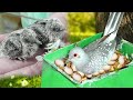 How many days do diamond dove birds take out their babies and what their process | Vital WIldlife 4k