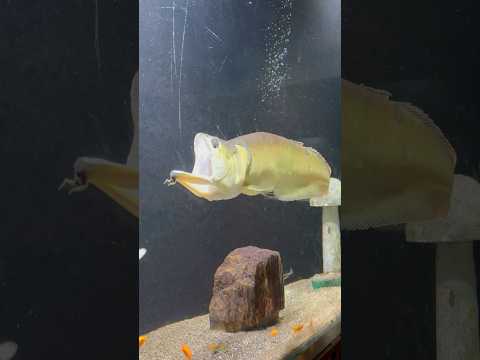 Giant size silver arowana 😱 #shorts