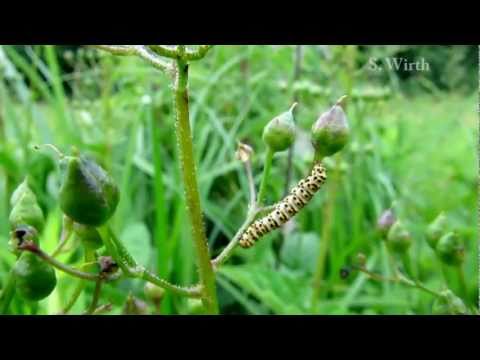Ecosystem of an old gravel pit-area in Berlin