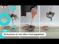 Wetenschappers gebruiken dode spinnen als grijpers