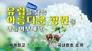 최고의 PW 신품종 목수국을 나무아빠가 소개시켜 드립니다!!!