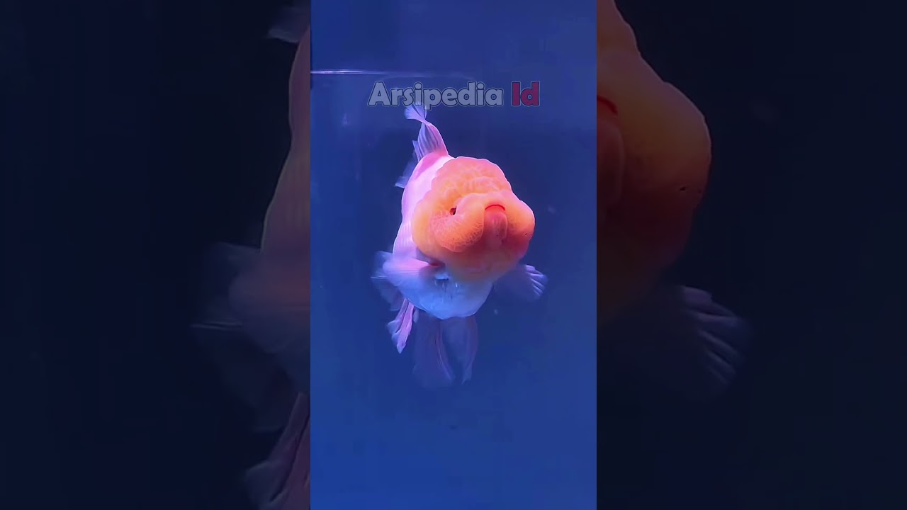 Ikan mas koki dengan warna yang cantik #ikanhiasairtawar #aquarium #ikanhiaskoki #goldfish