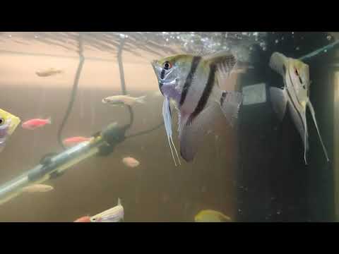 Angelfish and Zebra Danio Aquarium - 05-Mar-2022