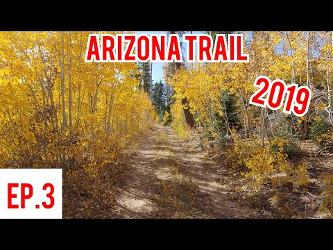 AZT 2019 Ep. 3: Big Colors Through Mature Forest.