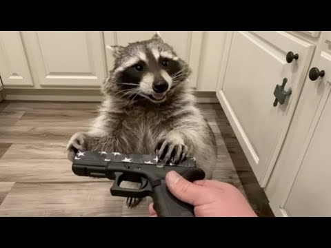 Top 5 Raccoon