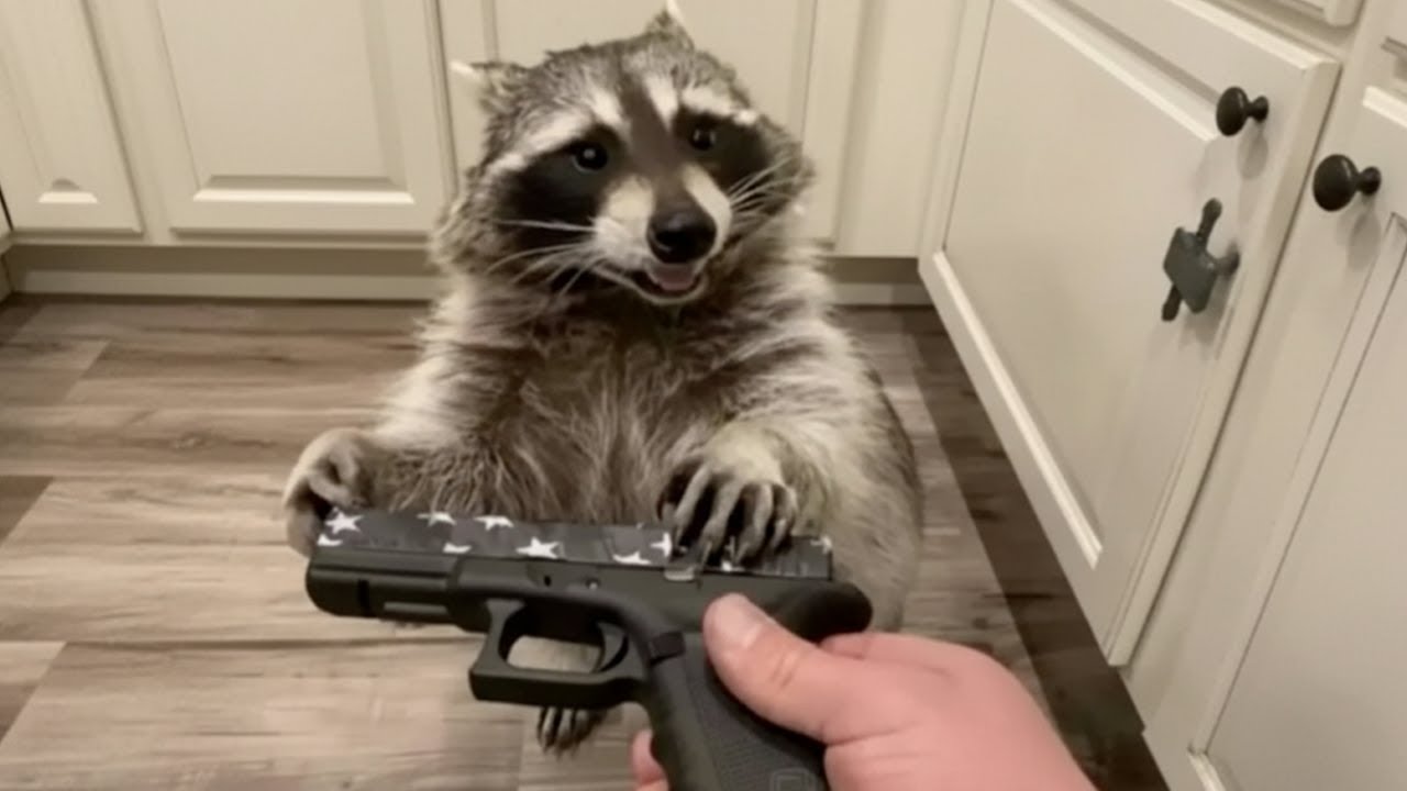 Top 5 Raccoon