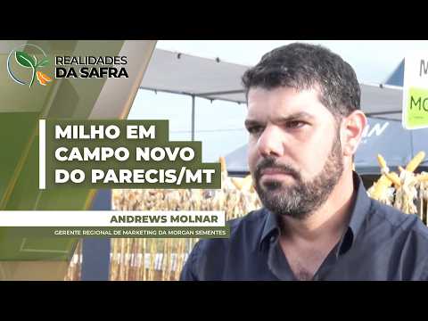 Campo Novo do Parecis/MT cultiva 17% do milho do MT,o que reforça necessidade de escolhas assertivas