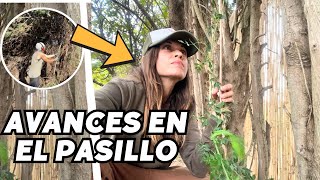 Dando forma al pasillo de ensueño de la finca. Transformación pasillo cipreses 🌿 Vlog266