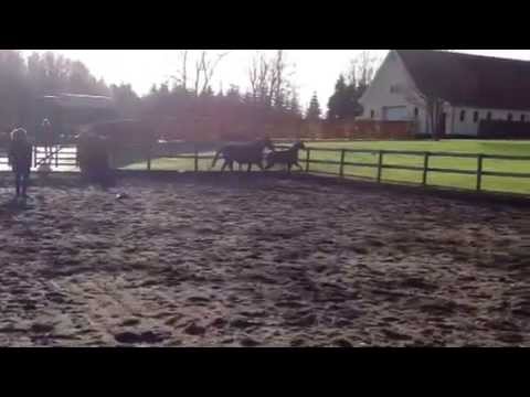 Zambezi V. 5 months old colt by BH Zatchmo / Lauries Crusador XX