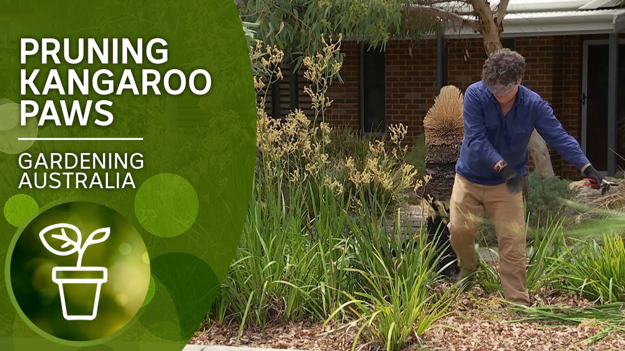 How to prune kangaroo paws