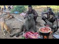 Discover Hadzabe Tribe Eating Baboon After Successfully Hunting Morning