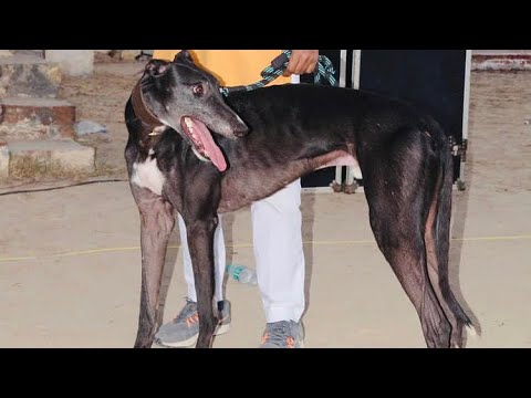 CAN BIRTH || BHOLU GREWAL DAROLI BHAI || GREYHOUND RACES